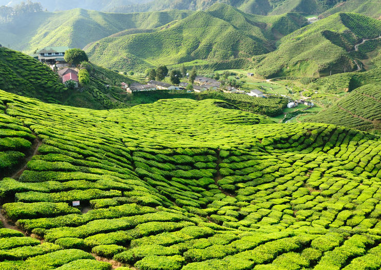 Cameron Highlands